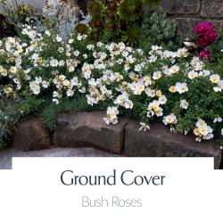 Ground Cover Roses